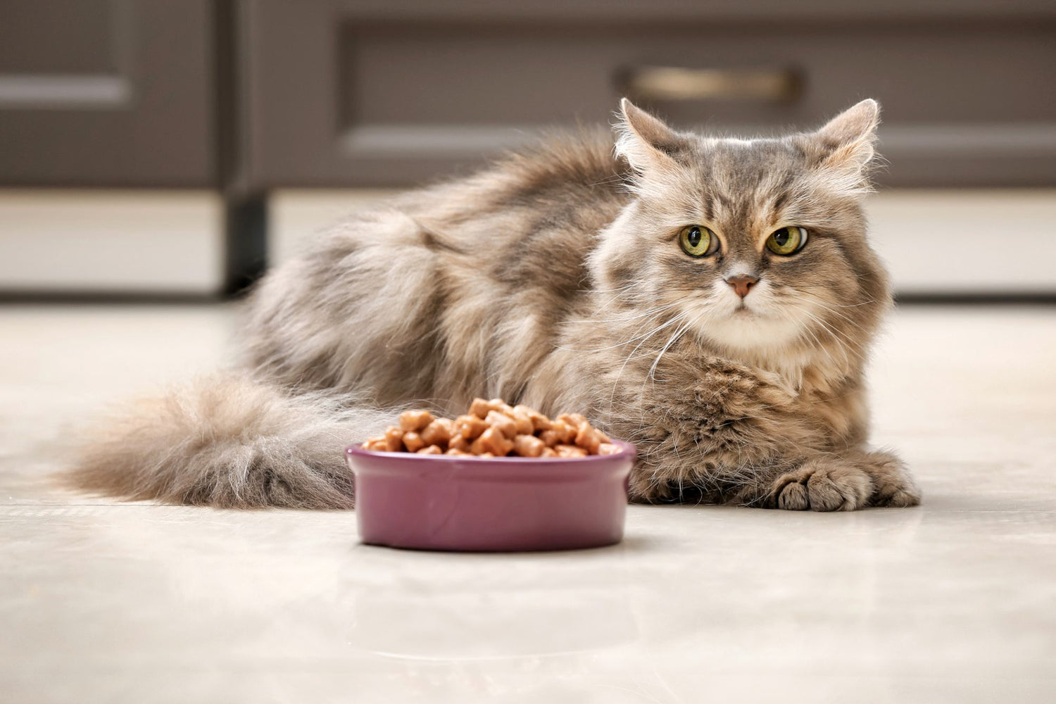 cat food