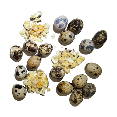 Savage Cat Freeze Dried Whole Quail Eggs 2oz