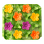 TALL TAIL  FORAGING MAT SUCCULENT GARDEN - 8.5" X 8.5"